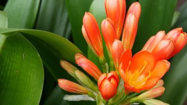 故乡布什南非黑人莉莉花加州美国君子兰miniata橙色艳丽的异国情调的激烈的充满活力的植物布鲁姆热带丛林热带雨林大气自然花园生动的新鲜的多汁的绿色植物